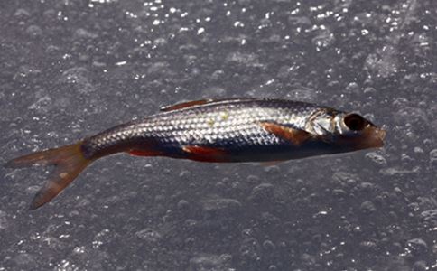男人腎虛吃什么調理 推薦四大補腎食譜
