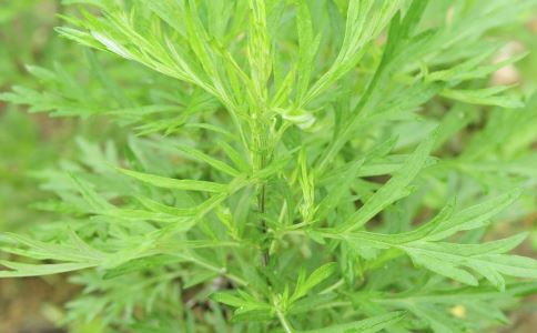 月經不調怎么調理 4款食療方對癥下藥