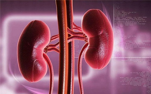 男性腎虛吃什么好 能夠壯腎固精的四種食物分享
