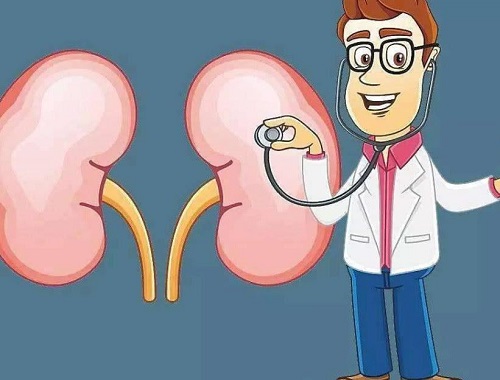 腎虛怎么調(diào)養(yǎng)比較好 補腎效果最好的四種食物分享