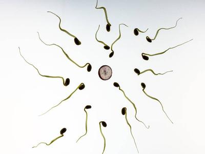 男人的精子是什么味道 男生的精子是什么氣味