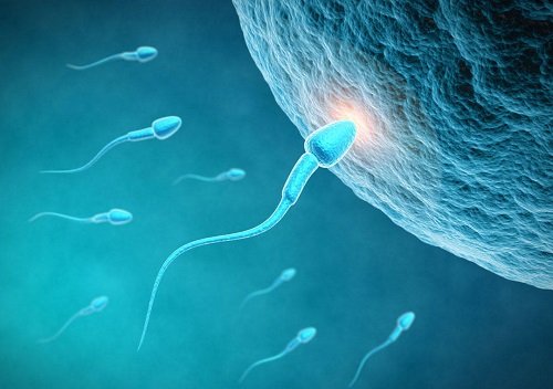 精子在女性體內(nèi)能存活多久 精子攝入女性體內(nèi)存活時間一覽