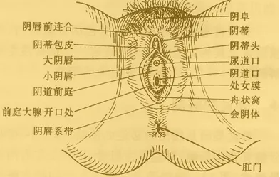 完美的陰道長啥樣 盤點最完美的女人私處