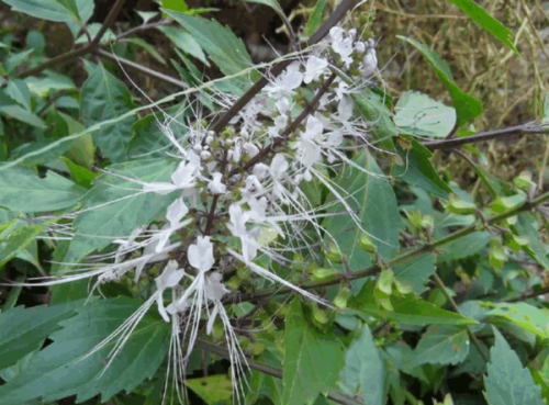 男人喝化石草壯陽嗎 化石草神奇功效一覽