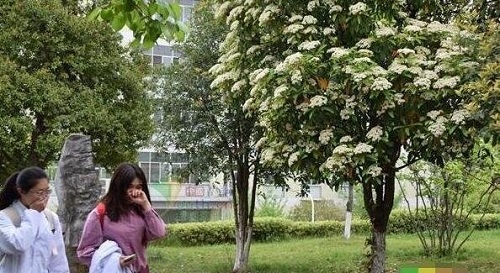 石楠花的味道女生聞了為什么會害羞 種植石楠花有什么好處