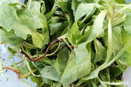 護肝第一名的野菜是什么 分享可以養護肝臟的四種野菜