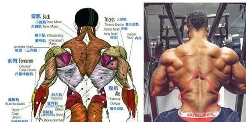一頭肌是在什么部位 盤點一頭肌的三個意思
