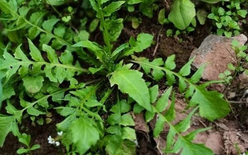 血糖最怕的一種野菜是什么 哪些野菜可以幫助穩定血糖