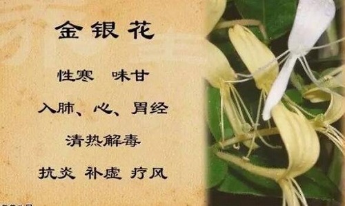金銀花的副作用太大了什么意思 盤點(diǎn)服用金銀花帶來的五大身體危