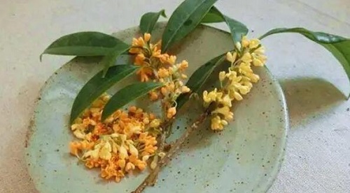 哪三種人堅(jiān)決不能吃桂花 長期喝桂花可以排毒潤肺功效