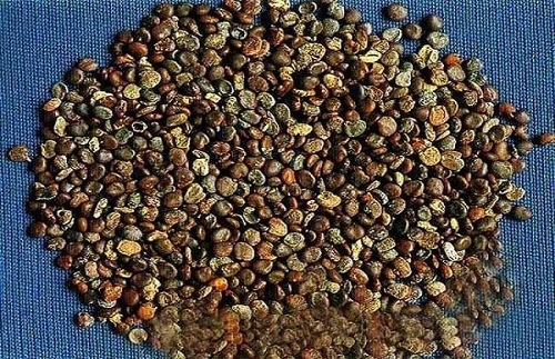 沙苑子泡水喝能提高性功能嗎 沙苑子正確泡水方法是什么