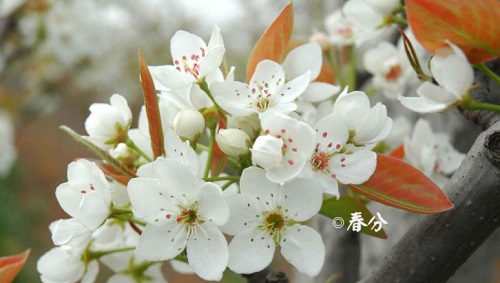 夫妻什么節氣不宜同房 春分節氣能不能同房