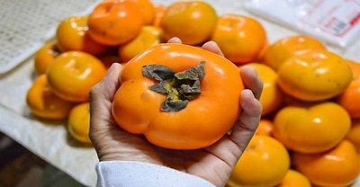 吃了柿子不能吃什么食物 柿子吃多了會怎樣