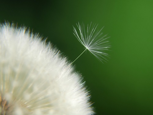 蒲公英可以治病嗎 蒲公英對(duì)男人性功能有效嗎