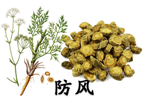 防風(fēng)的功效與作用是什么 防風(fēng)應(yīng)該怎么吃才好