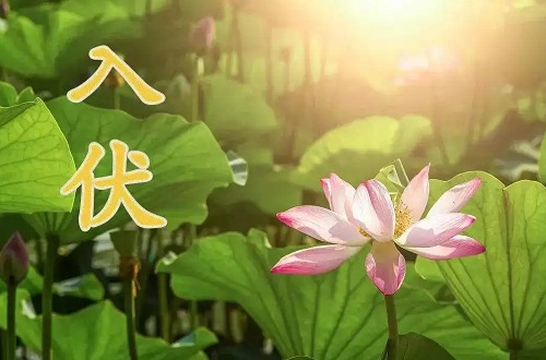 入伏吃什么食物最好 三伏天為啥不能吃牛肉