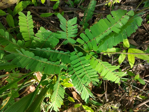 雞骨草的功效與作用是什么 雞骨草應(yīng)該怎么食用