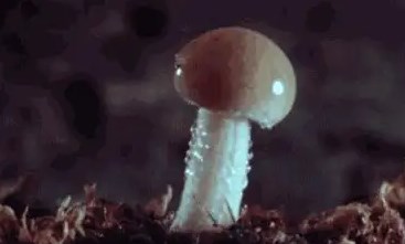 女人最怕蘑菇頭大的男人嗎 盤點三種女生害怕大蘑菇頭的原因