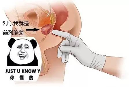 前列腺快感是什么樣的 為什么會有前列腺高潮