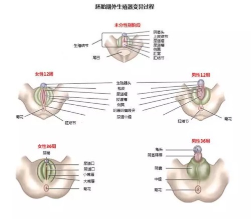 前列腺快感是什么樣的 為什么會有前列腺高潮