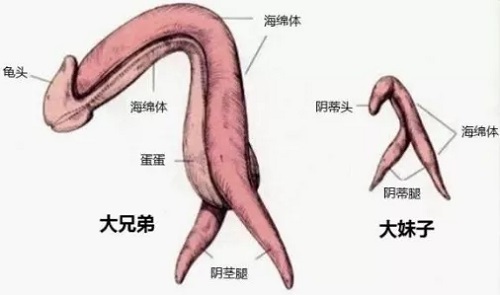 前列腺快感是什么樣的 為什么會有前列腺高潮