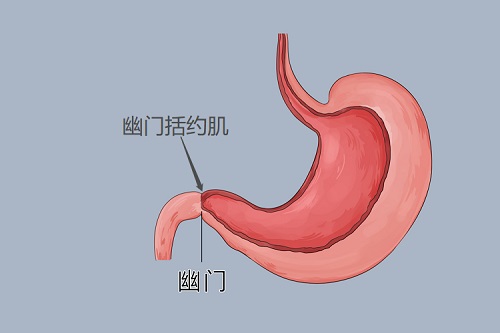 括約肌是什么部位 括約肌是什么結(jié)構(gòu)