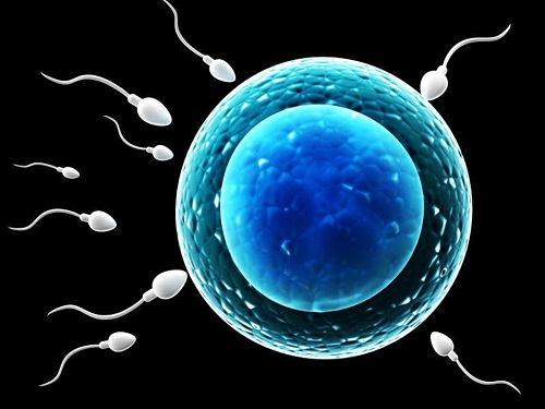 精子和卵子結合需要多長時間懷孕 精子和卵子在哪里結合