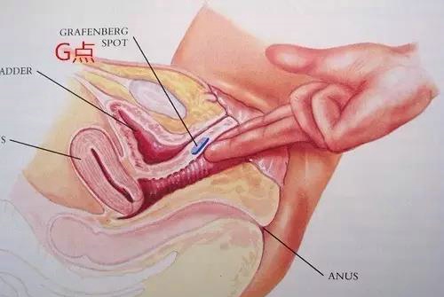 女性G點怎么找 G點到底在哪
