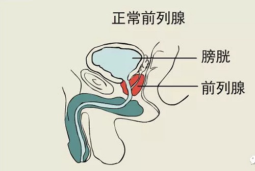 男性的前列腺是什么 前列腺的兩大功能是什么