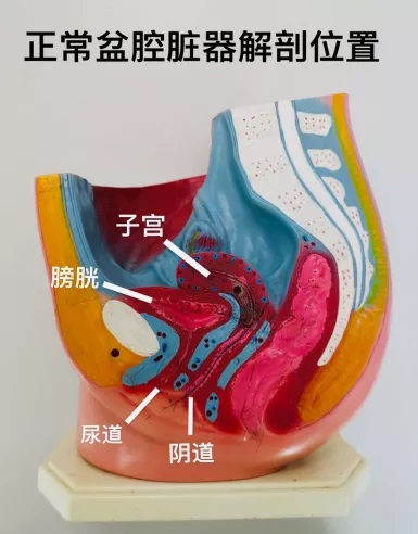 女生愛愛出現尿意是為什么 女生性愛時有尿意是什么原因