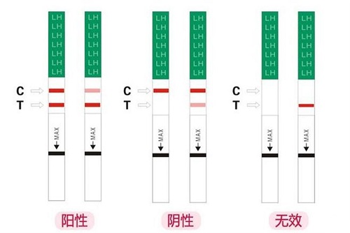 排卵試紙?jiān)趺纯词桥怕?排卵試紙應(yīng)該怎么正確使用