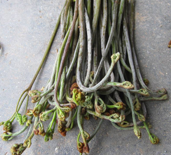 蕨菜根有毒嗎 蕨菜根作用有什么