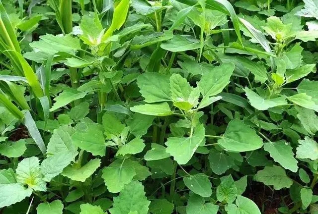 灰灰菜怎么吃 灰灰菜的三種吃法