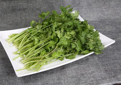 香菜黑了還可以吃嗎 香菜一天吃多少合適