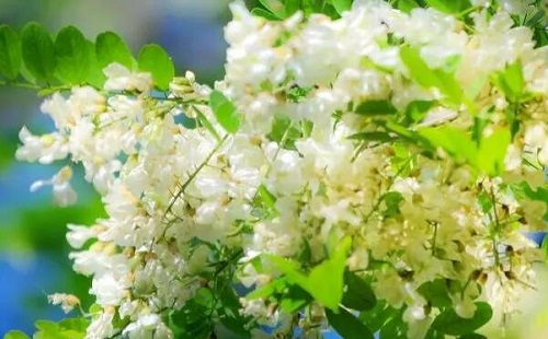 槐花對男士性功能有哪些好處 哪三種人不宜吃槐花