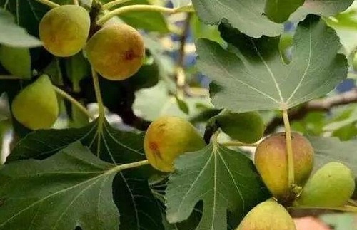無花果治療痔瘡的方法是什么 哪5種人不能吃無花果