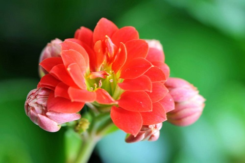 長壽花為什么致癌 長壽花致癌是否準(zhǔn)確