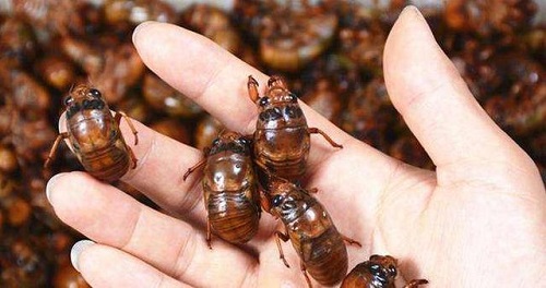 金蟬的營養(yǎng)價值是什么 女性吃金蟬有什么好處