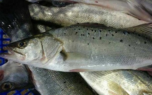 海鱸魚的營養價值是什么 孕婦能不能吃海鱸魚