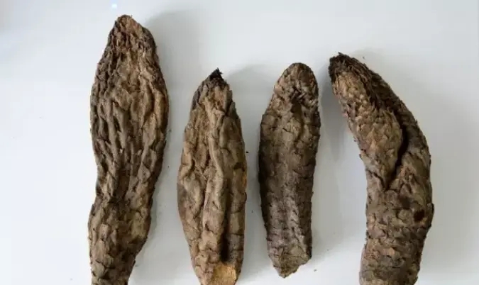肉蓯蓉吃了晚上老是硬為什么 肉蓯蓉吃了晚上老是硬怎么辦