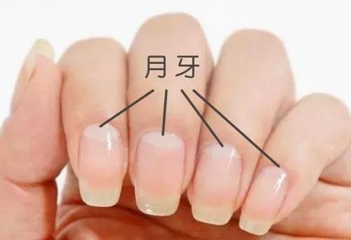 指甲上的月牙代表什么 手指甲月牙與健康有什么關(guān)系