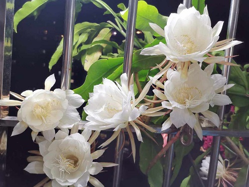 曇花的藥用價值是什么 曇花能治什么病
