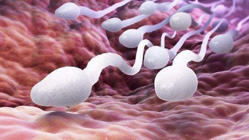 男人的精子對(duì)女人有什么好處 男人精液正常的表現(xiàn)是什么