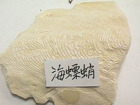 海螵蛸的副作用是什么 海螵蛸有什么功效