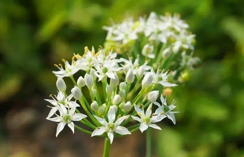 韭菜花的功效是什么 韭菜花對腸胃有好處嗎