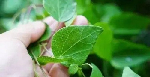 千金藤怎么搞來吃效果最佳 千金藤能治什么病