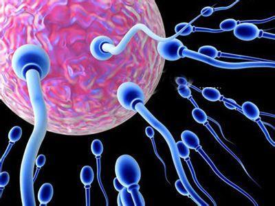 提高精子質量的調理方法有哪些 如何提高精子質量