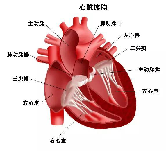 心衰的表現癥狀有哪些癥狀 心衰有征兆須盡早提防