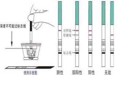 排卵試紙可以測(cè)懷孕嗎 排卵試紙測(cè)懷孕怎么看