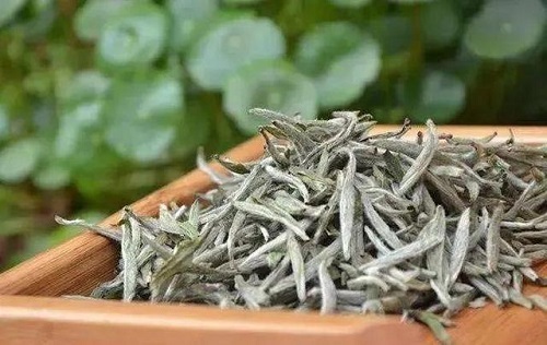 白茶的功效與作用是什么 女人喝白茶有什么好處